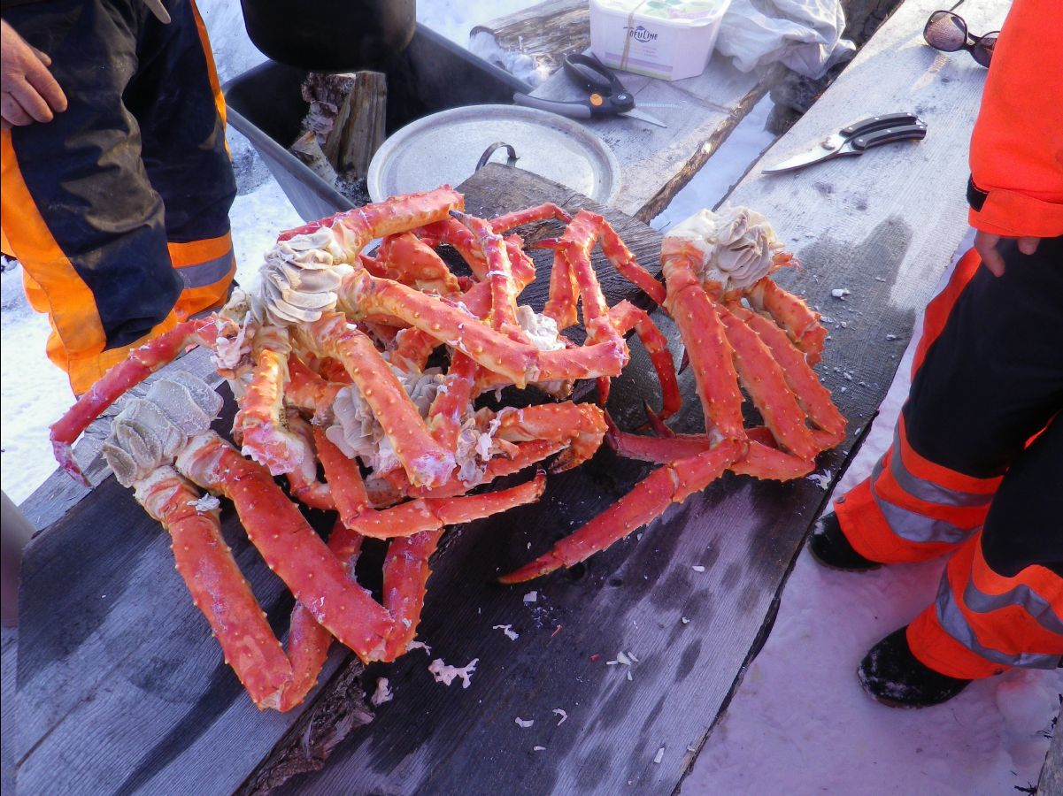 King Crab063